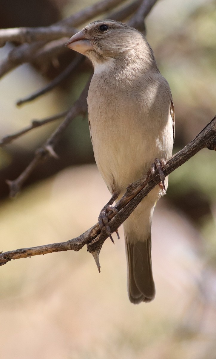 White-throated Canary - ML623224976