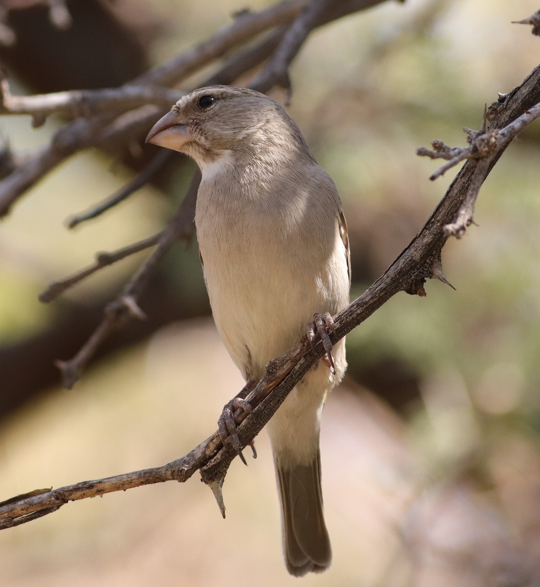 White-throated Canary - ML623224977