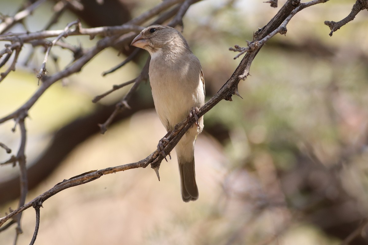 White-throated Canary - ML623224980