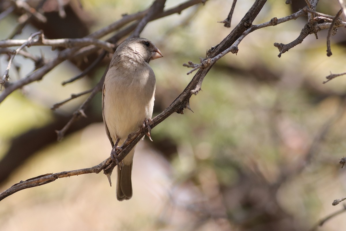 White-throated Canary - ML623224981