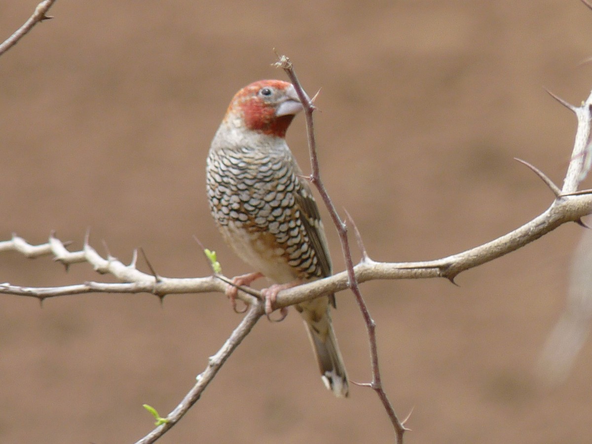 Red-headed Finch - ML623225171