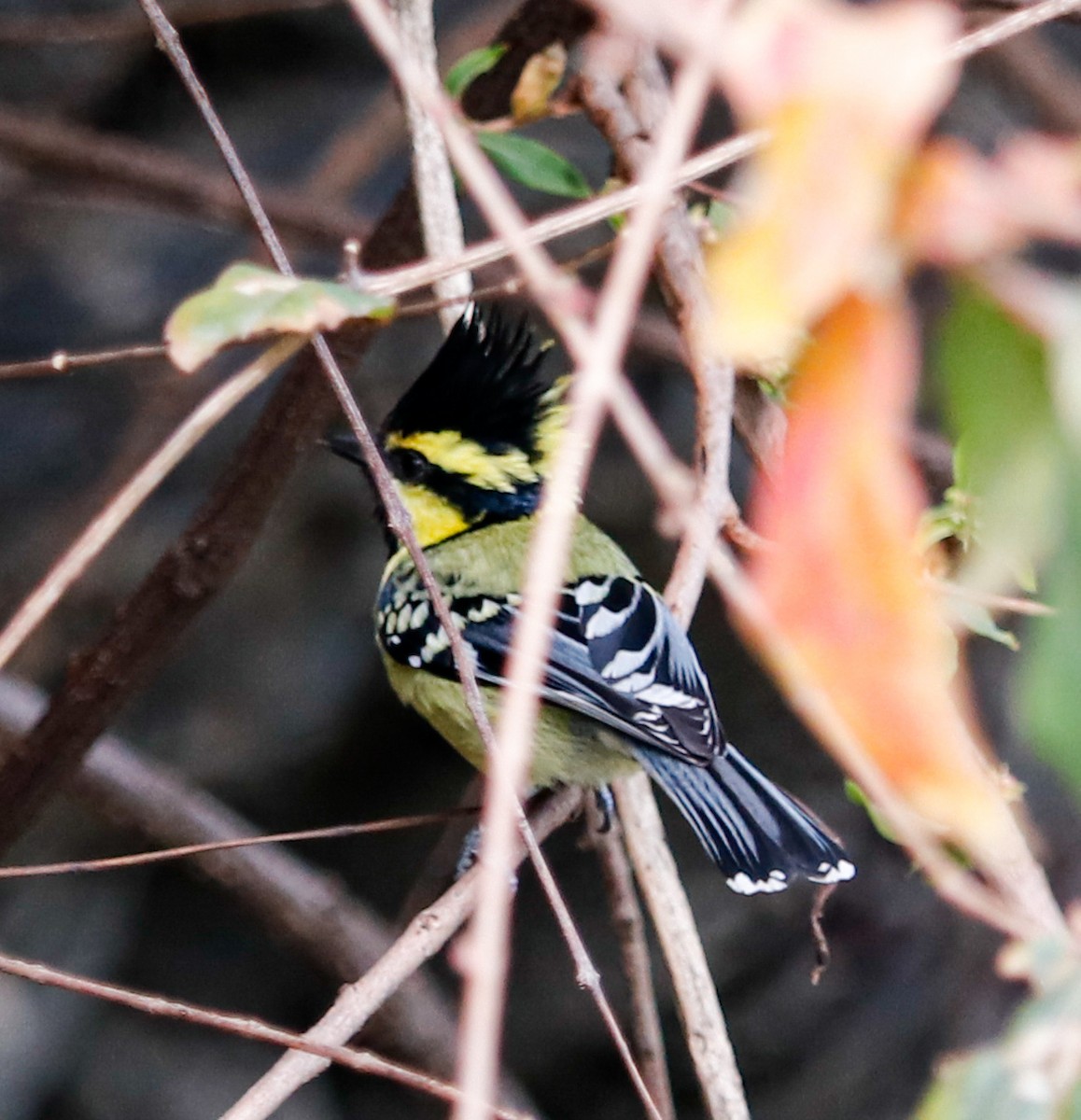 Himalayan Black-lored Tit - ML623225173