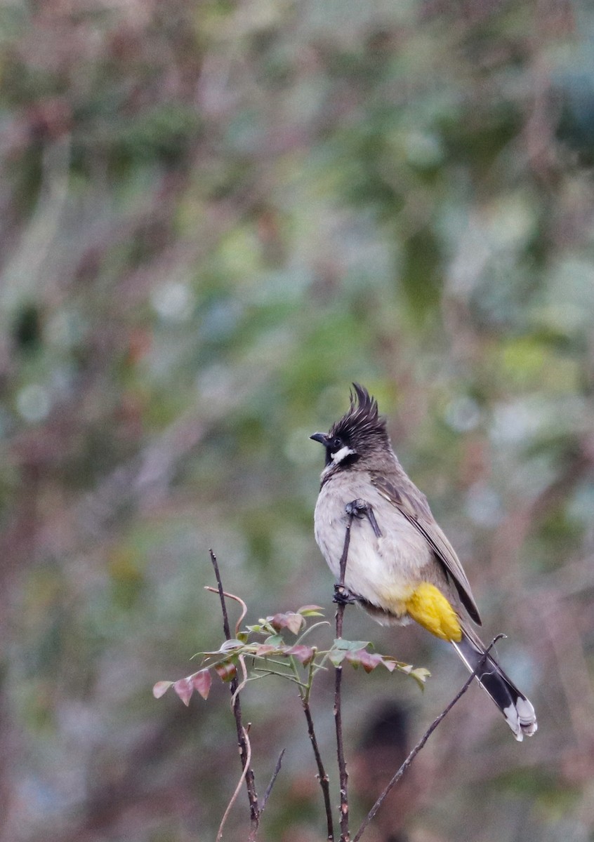 Himalayan Bulbul - ML623225175