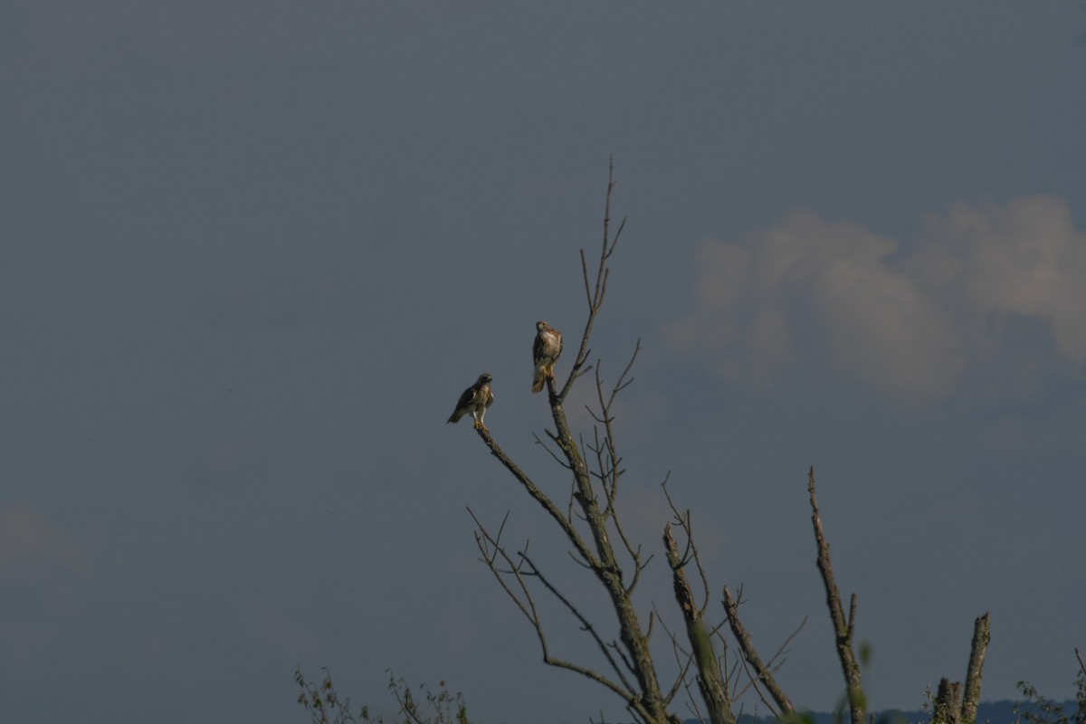 Red-tailed Hawk - ML623225198