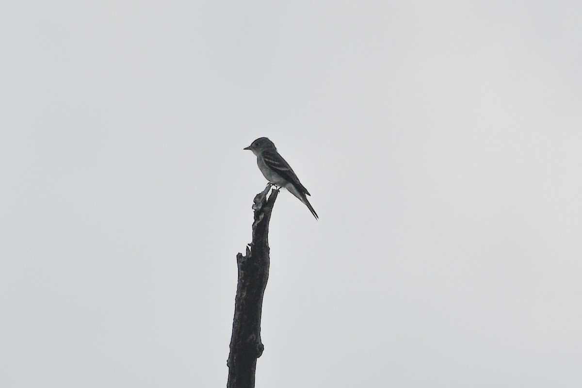 Eastern Wood-Pewee - ML623225200