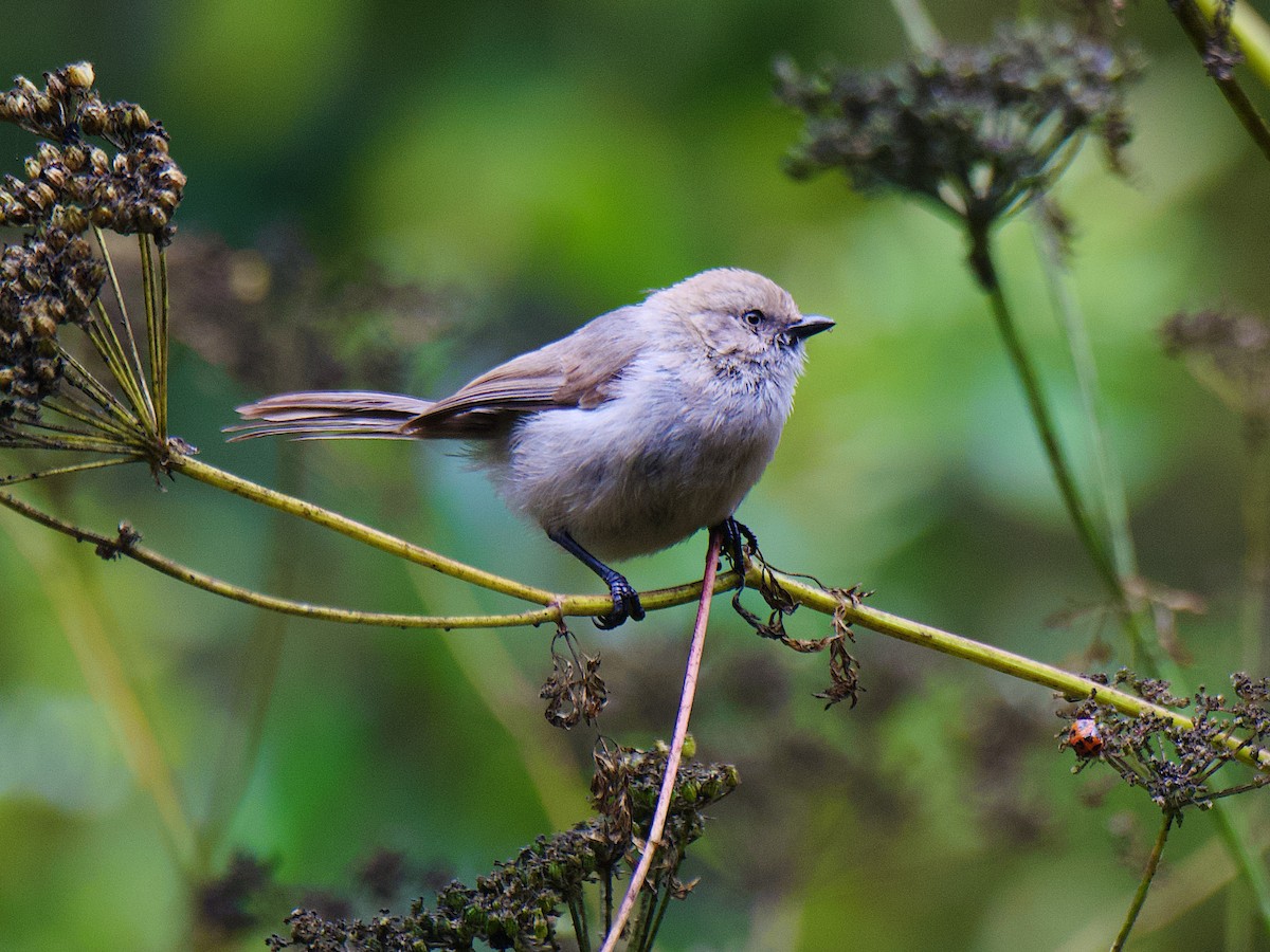 Bushtit (Pacific) - ML623225212