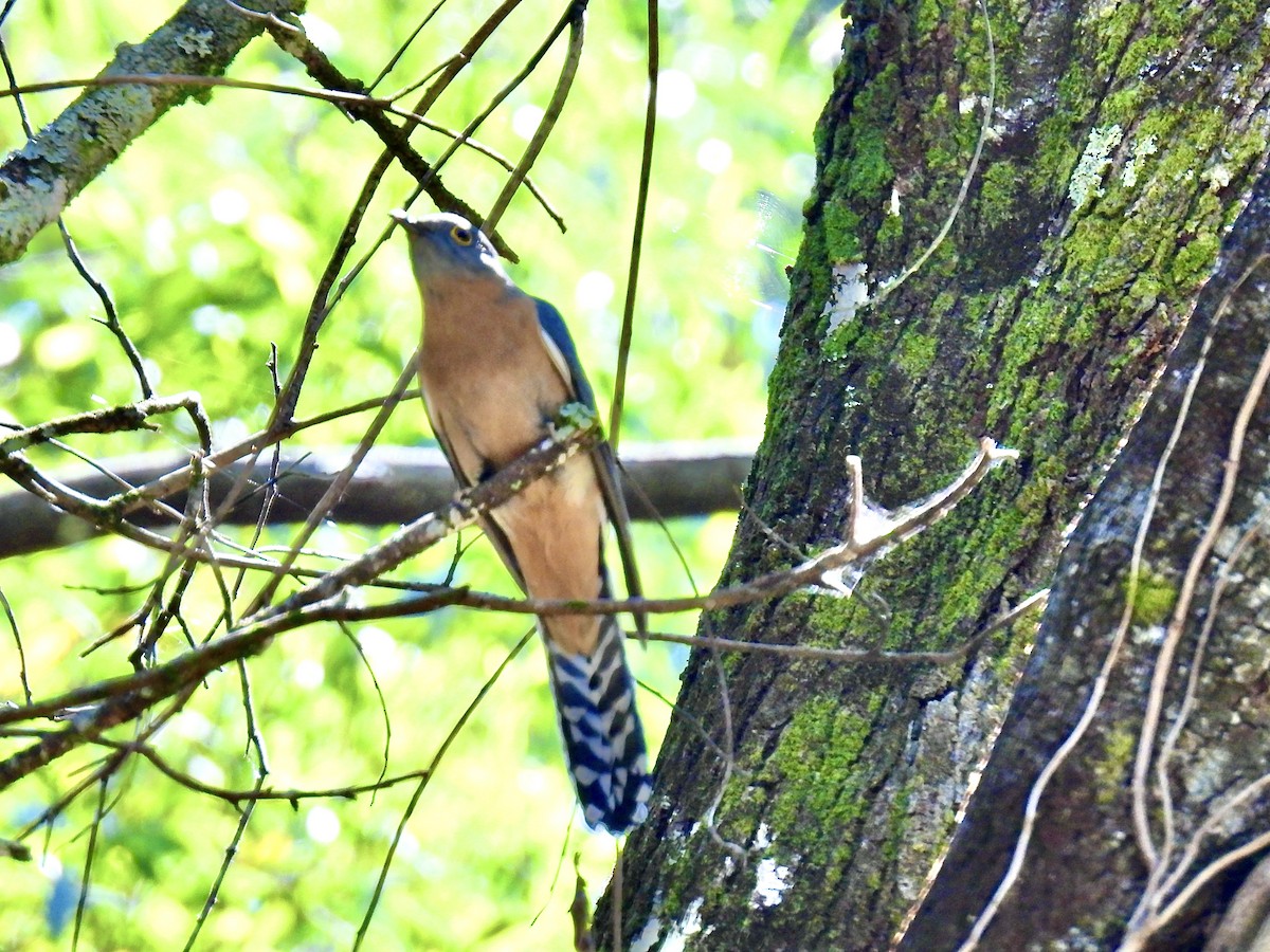 Fan-tailed Cuckoo - ML623225215