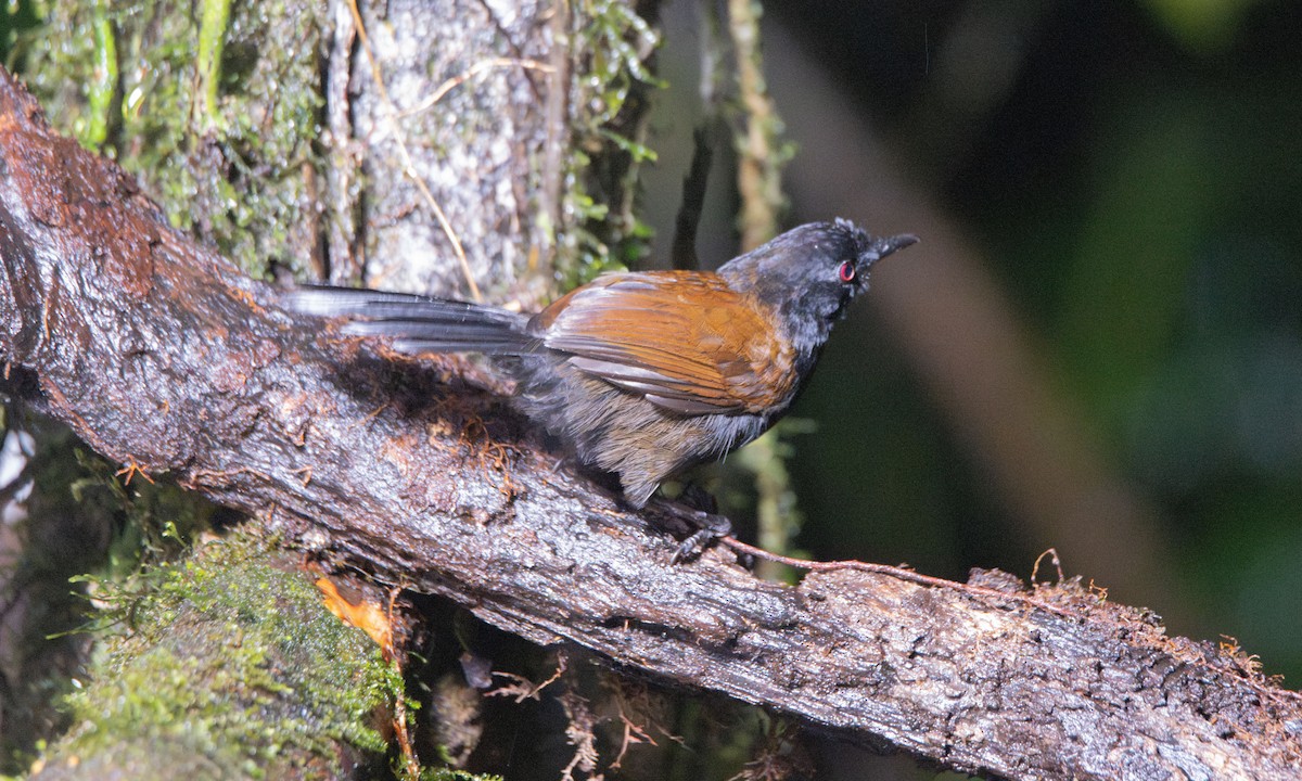 Western Fire-eye (Black-bellied) - ML623225275