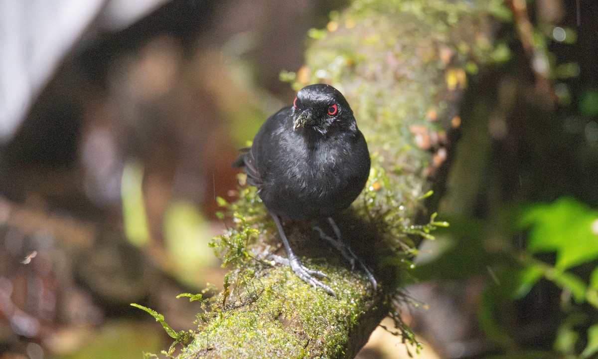 Western Fire-eye (Black-bellied) - ML623225276