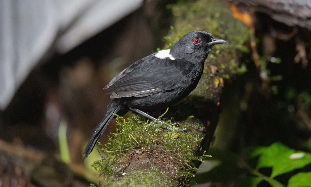 Western Fire-eye (Black-bellied) - ML623225277