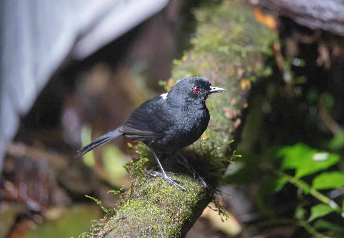 Western Fire-eye (Black-bellied) - ML623225278
