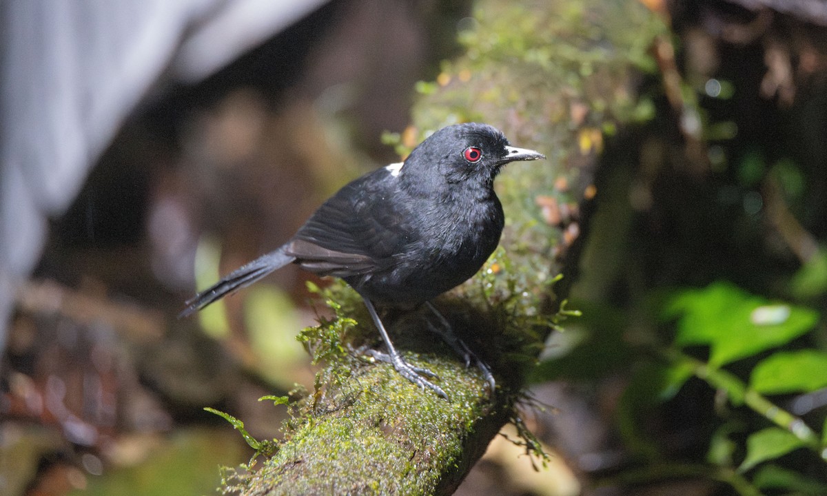 Western Fire-eye (Black-bellied) - ML623225280