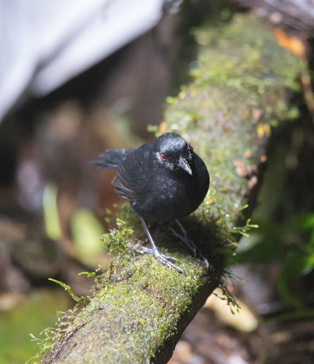 Western Fire-eye (Black-bellied) - ML623225281