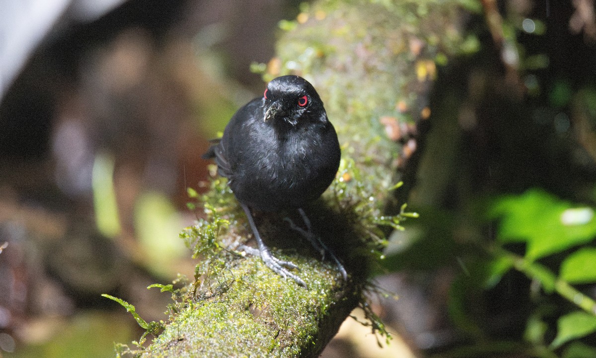 Western Fire-eye (Black-bellied) - ML623225282