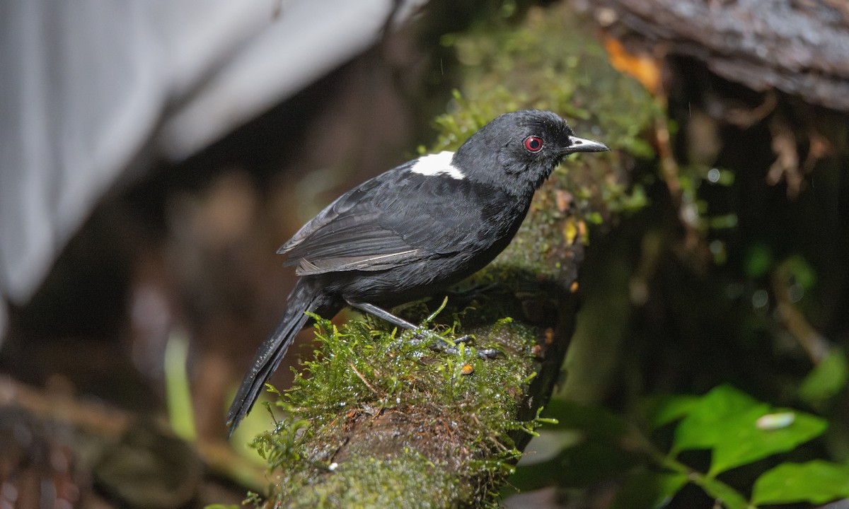Western Fire-eye (Black-bellied) - ML623225284