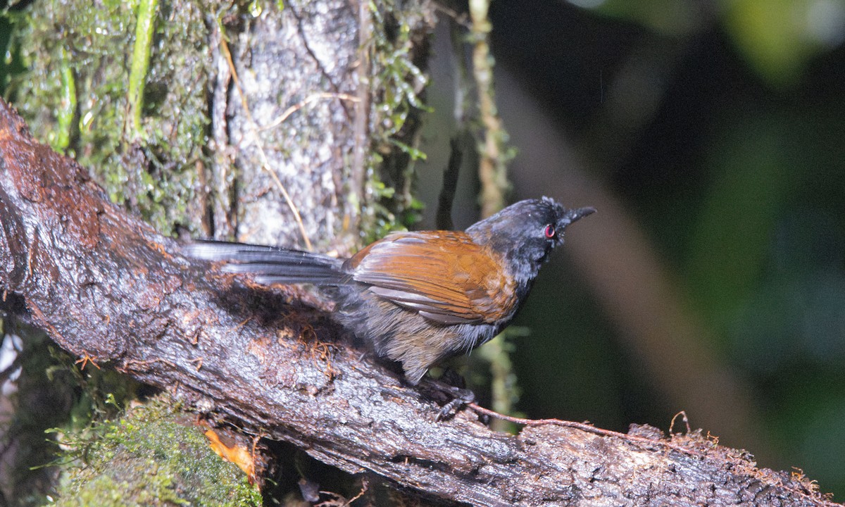 Western Fire-eye (Black-bellied) - ML623225285