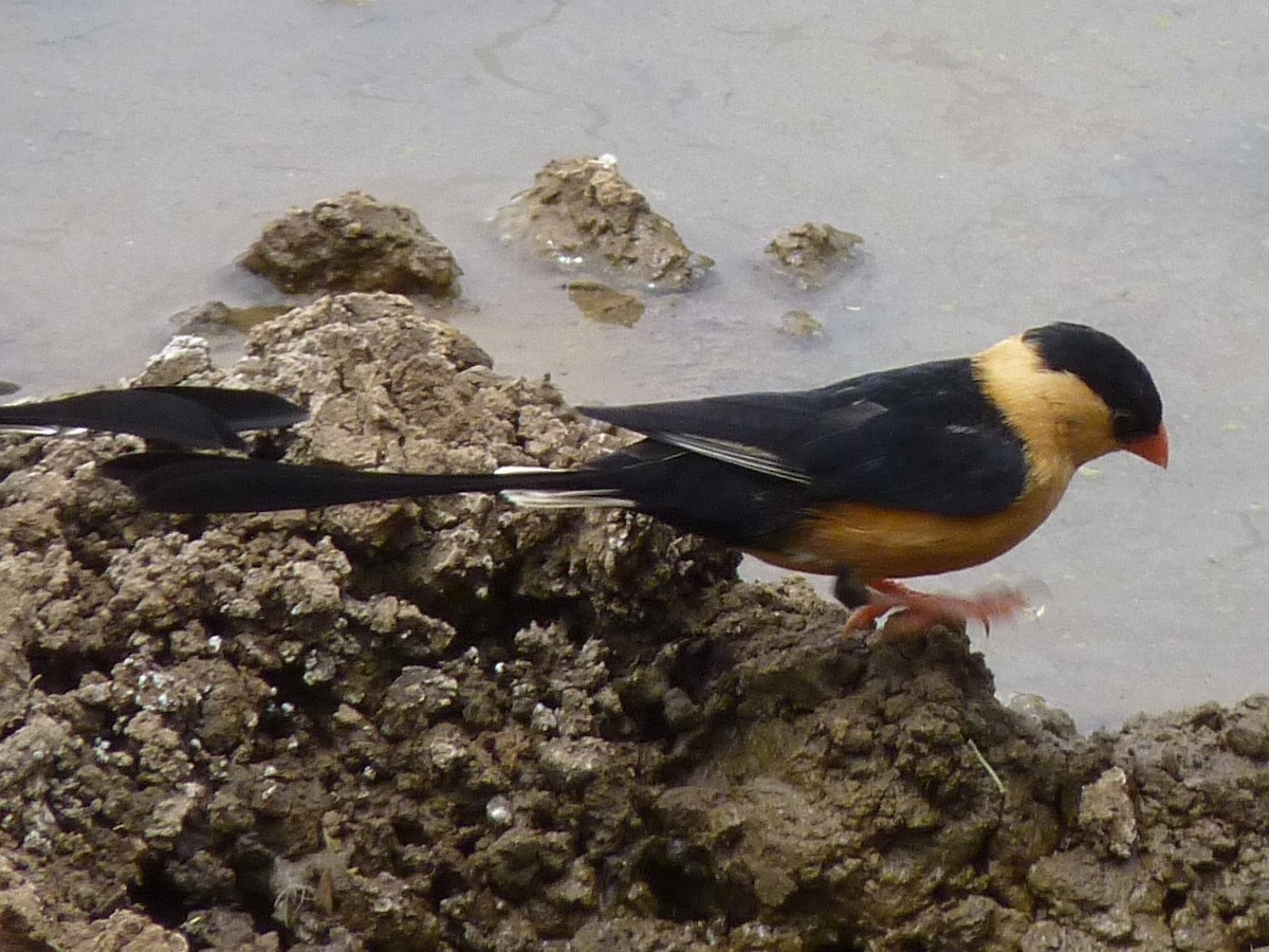 Shaft-tailed Whydah - ML623225299