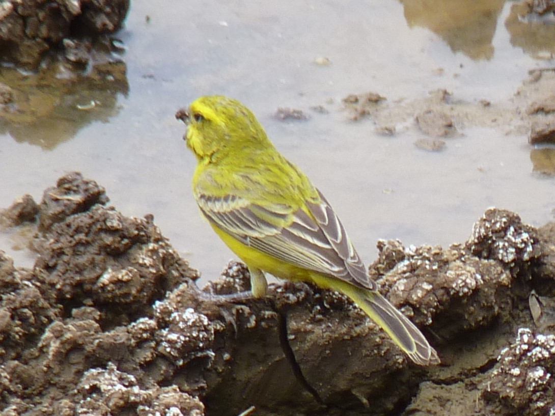 Serin de Sainte-Hélène - ML623225323