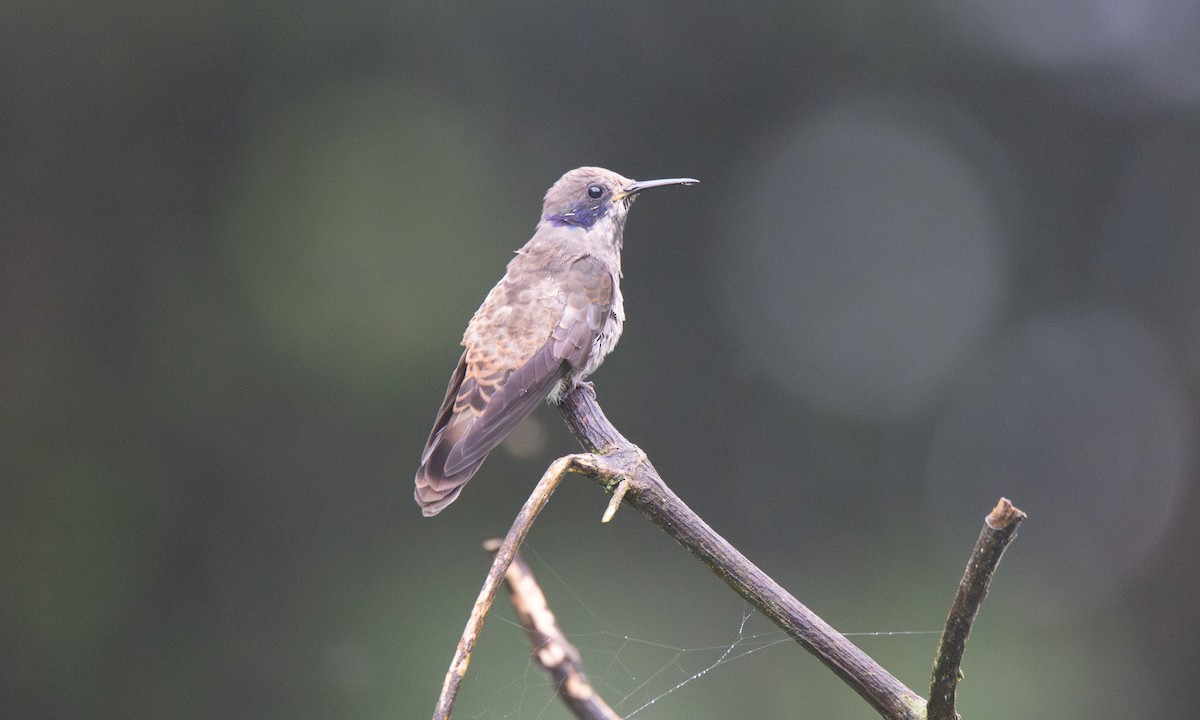 Brown Violetear - ML623225324