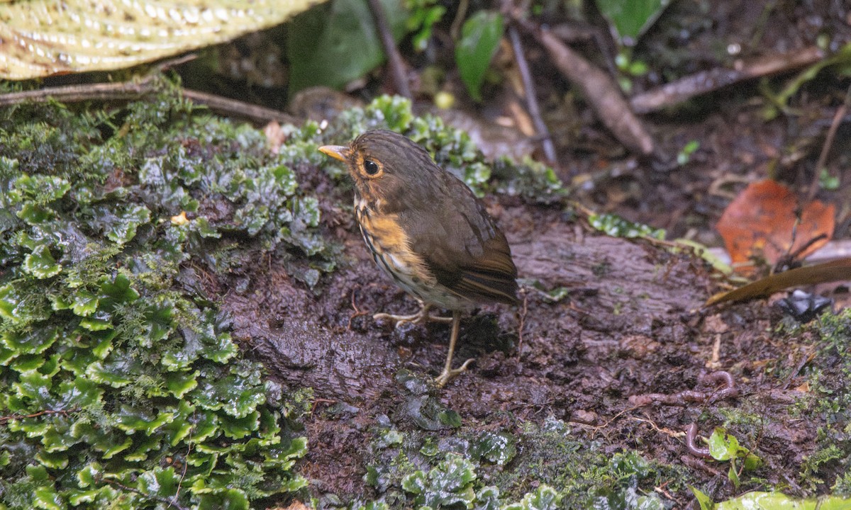 Ochre-breasted Antpitta - ML623225369