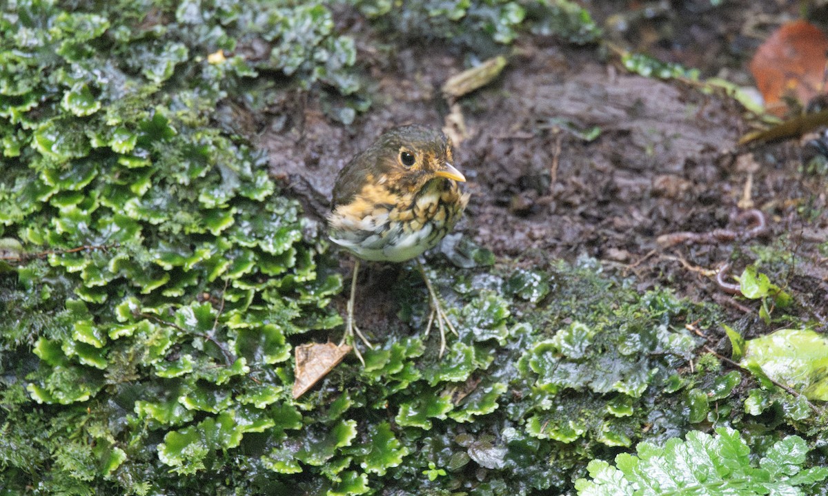 Ochre-breasted Antpitta - ML623225370