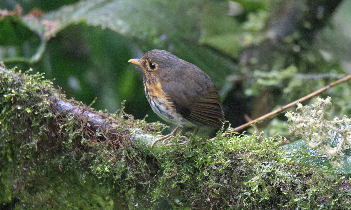 Ochre-breasted Antpitta - ML623225371