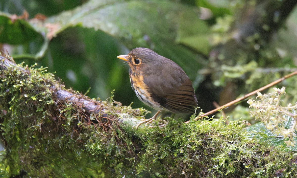 Ochre-breasted Antpitta - ML623225372