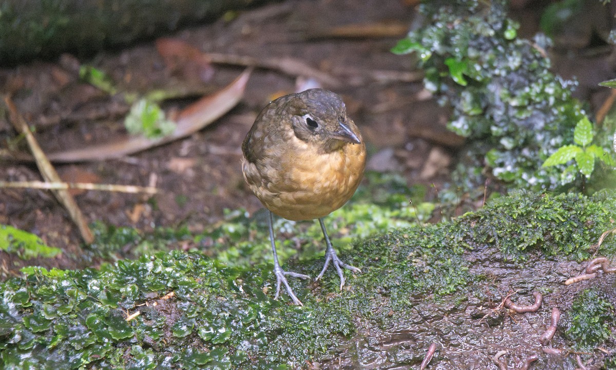 Plain-backed Antpitta - ML623225378