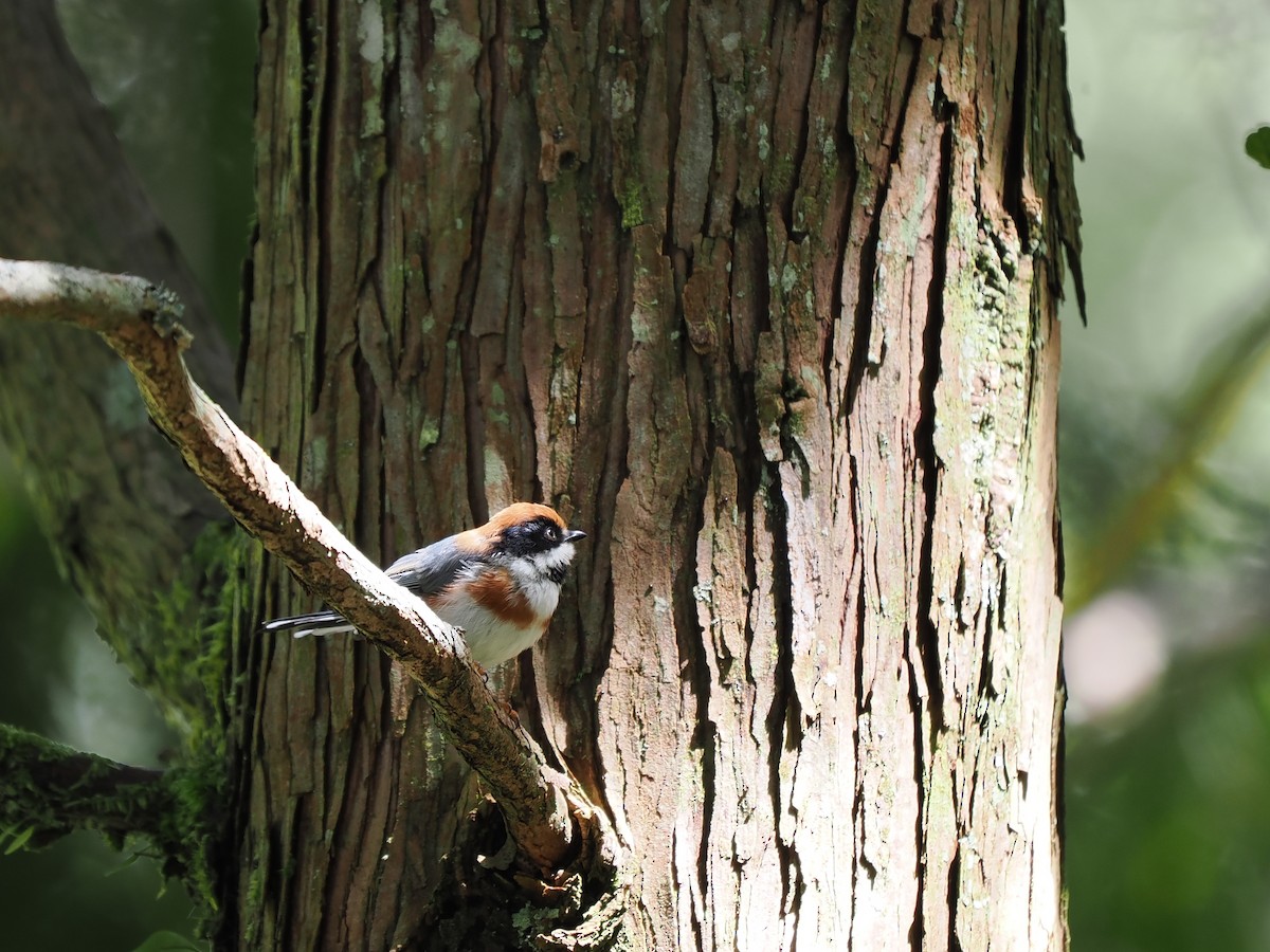 Black-throated Tit (Black-throated) - ML623225410