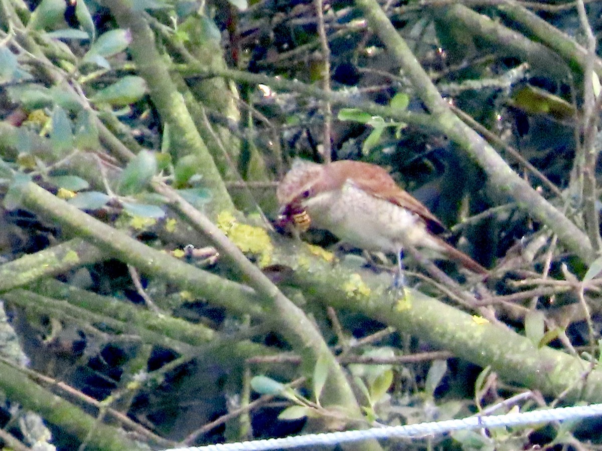 Red-backed Shrike - christopher stuart elmer