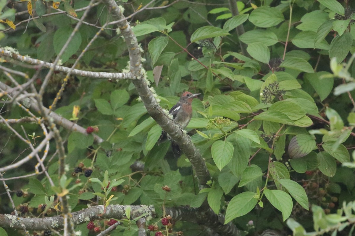 Red-breasted Sapsucker - ML623225419