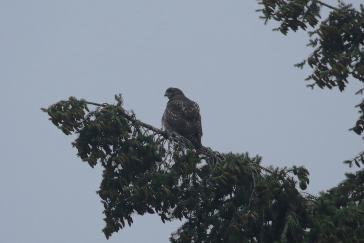 Red-tailed Hawk - ML623225421