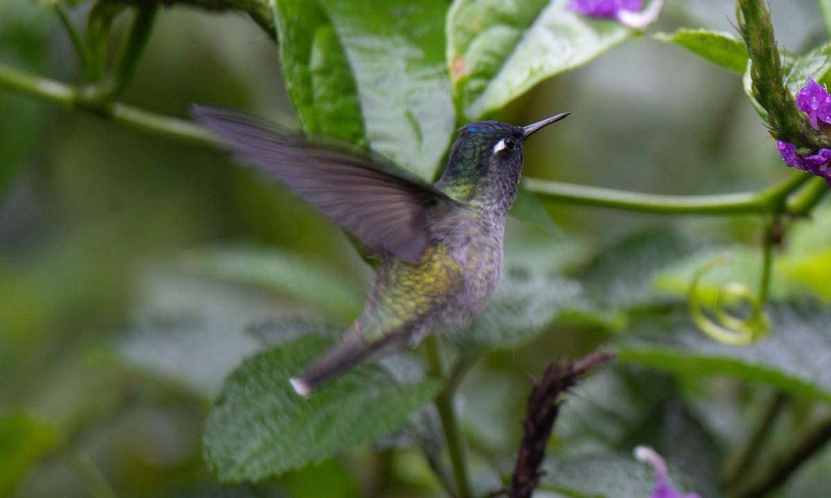 Violet-headed Hummingbird - ML623225448