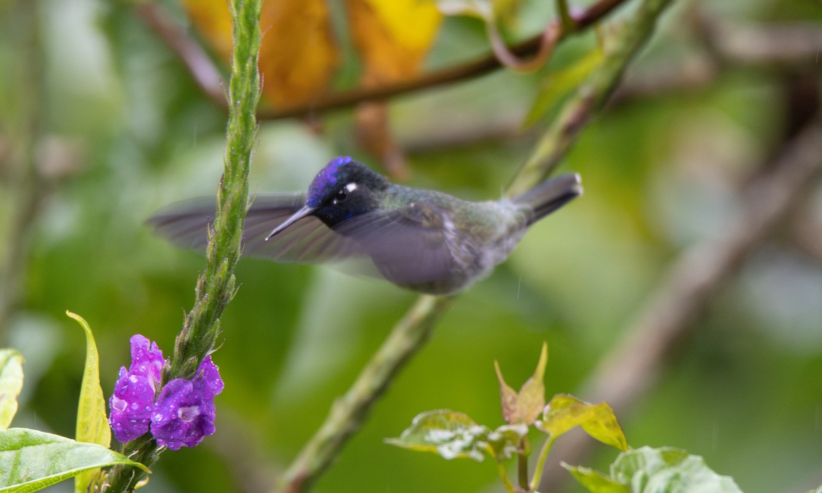 Violet-headed Hummingbird - ML623225449