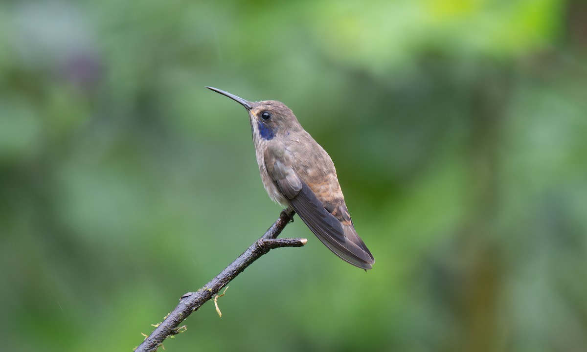 Brown Violetear - ML623225453