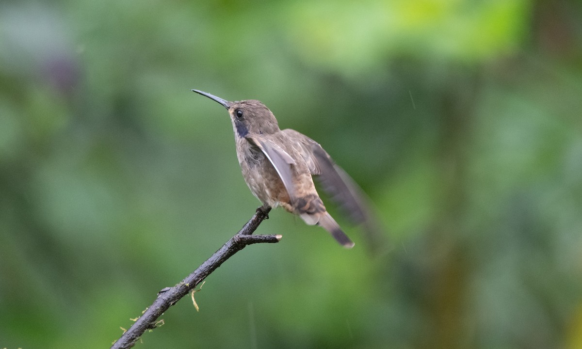 Brown Violetear - ML623225454