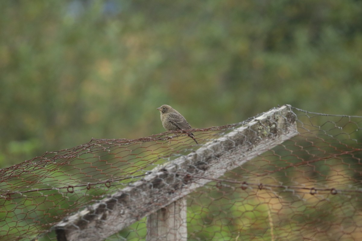 Brown-headed Cowbird - ML623225455