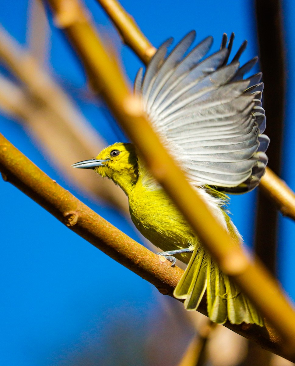 Common Iora - ML623225487