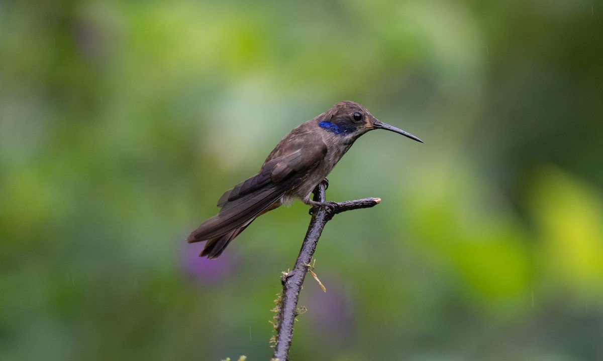 Brown Violetear - ML623225499