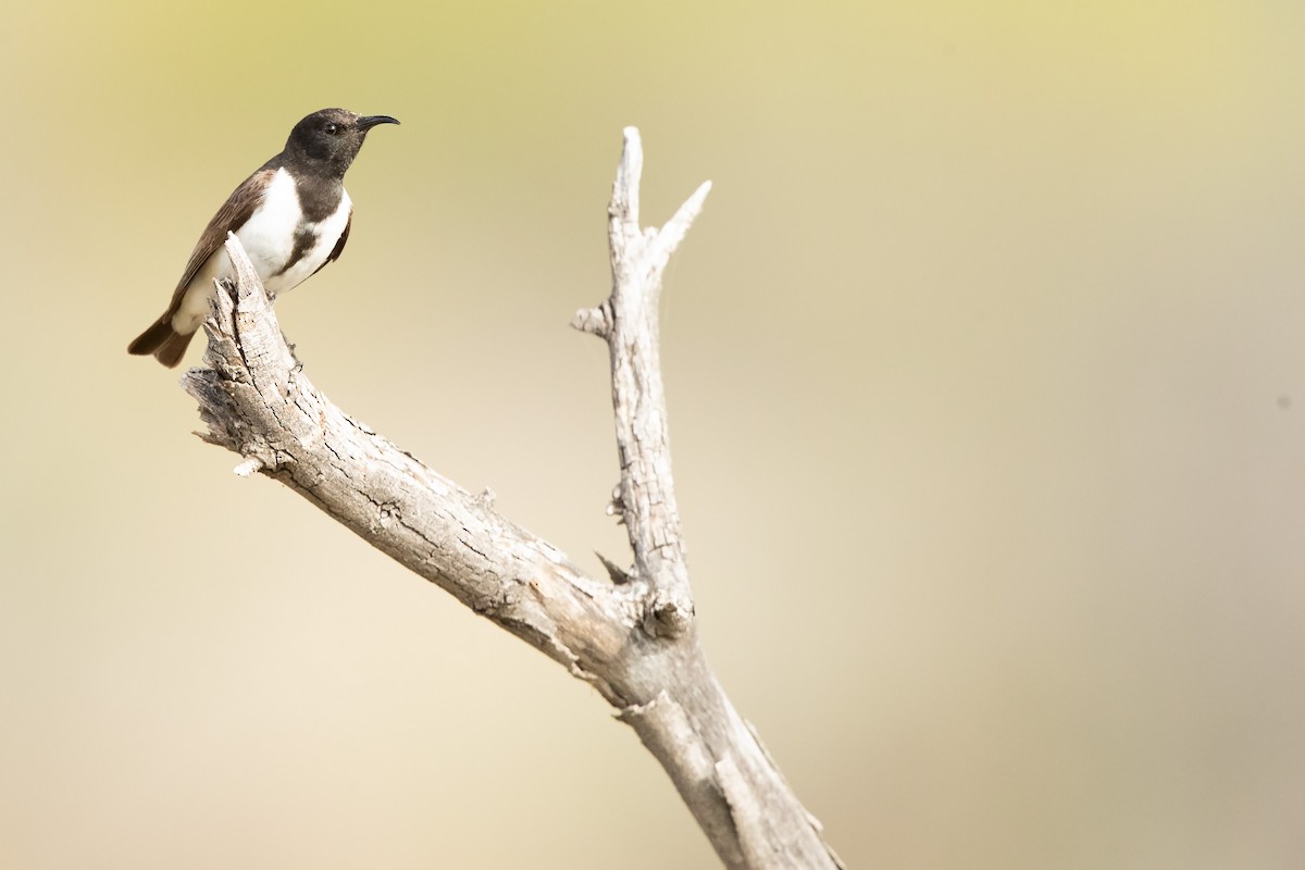 Black Honeyeater - ML623225513