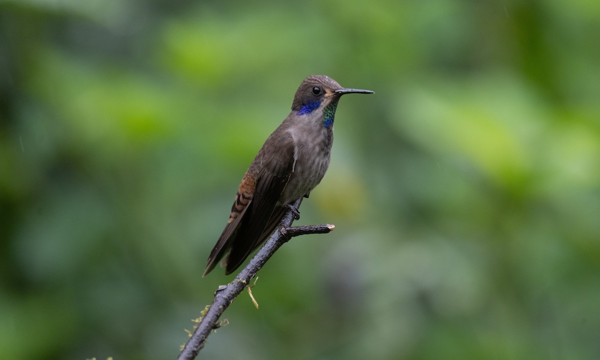 Brown Violetear - ML623225549