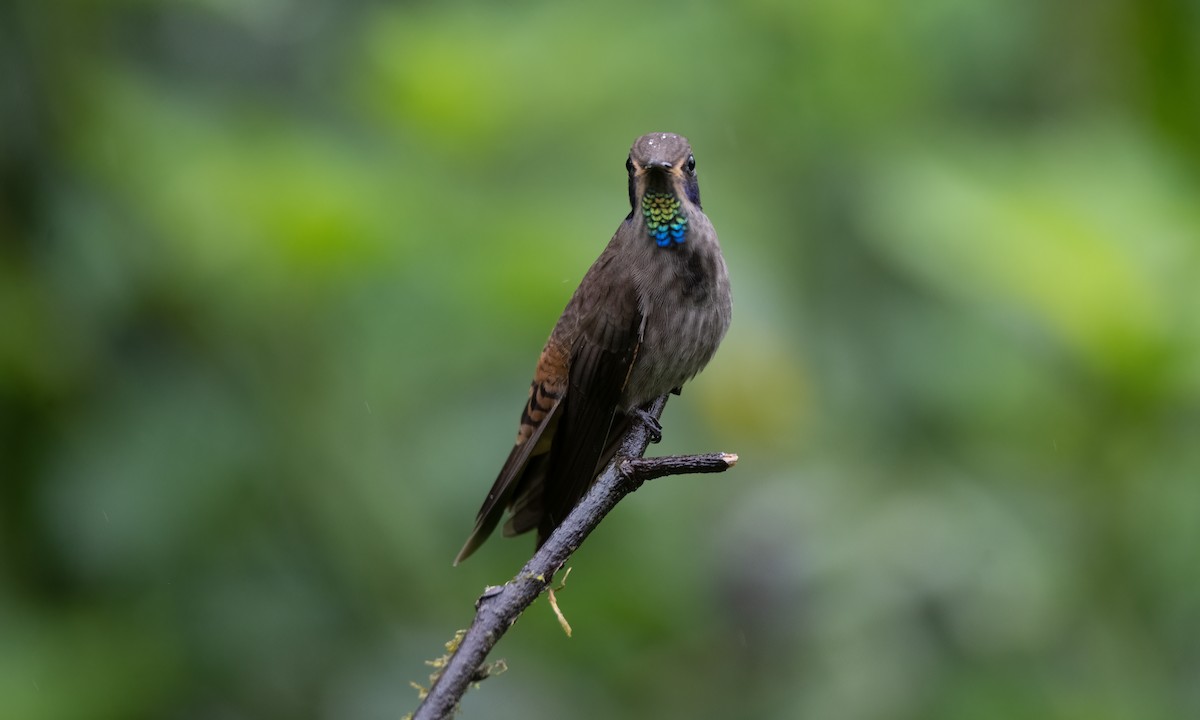 Brown Violetear - ML623225550