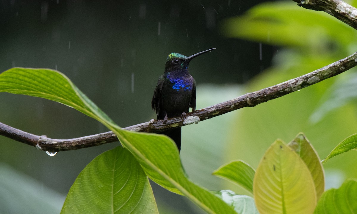 Colibrí del Napo - ML623225635