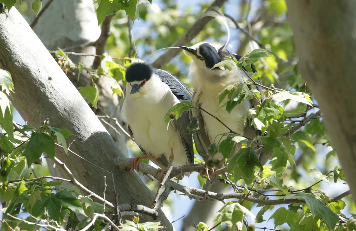 Black-crowned Night Heron - ML623225651