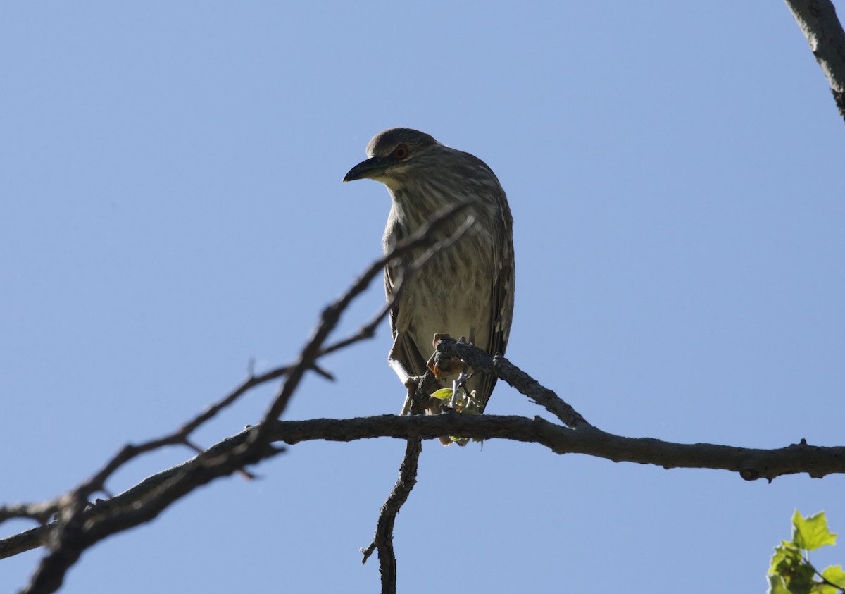 Black-crowned Night Heron - ML623225653