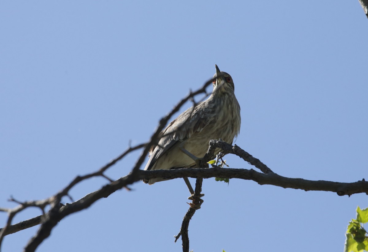 Black-crowned Night Heron - ML623225654