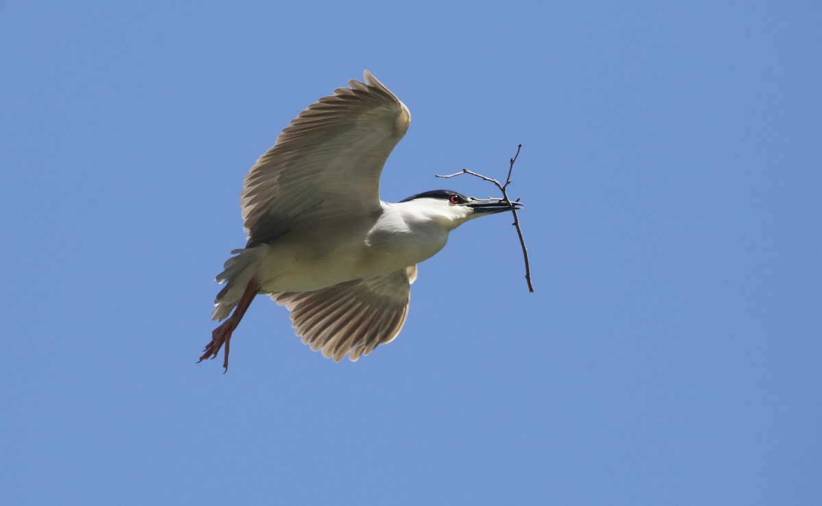 Black-crowned Night Heron - ML623225655