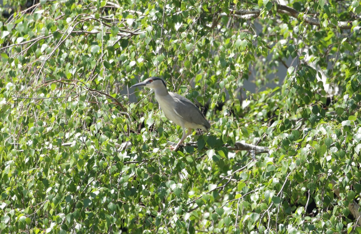 Black-crowned Night Heron - Samuel Hain