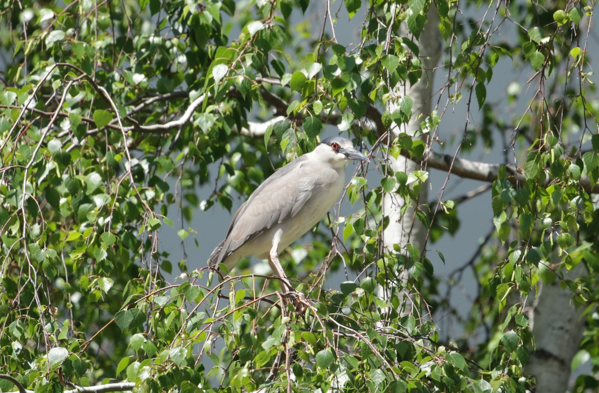 Black-crowned Night Heron - ML623225657