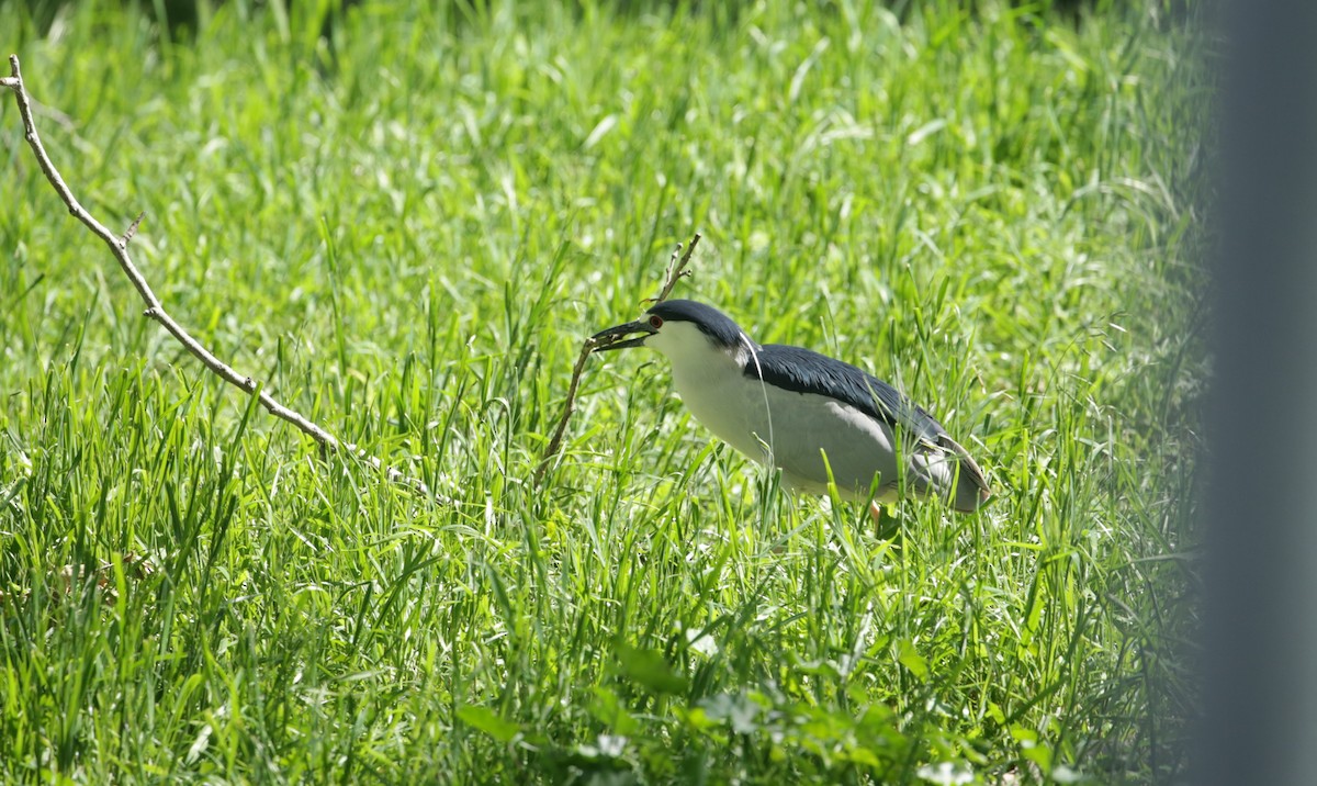 Black-crowned Night Heron - ML623225658